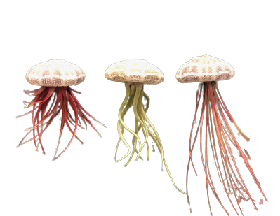 Bromeliad Tillandsia Jellyfish Small (Box of 24)